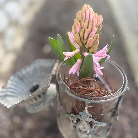 Apartament Ezuest Boroka Eger