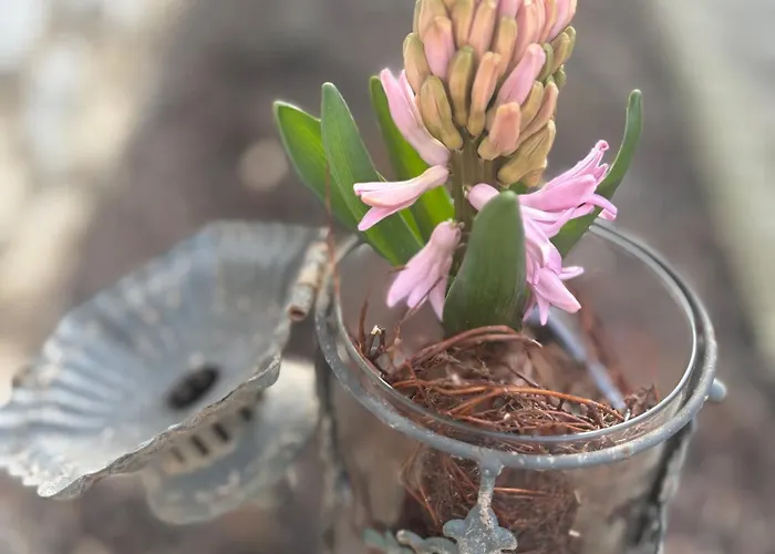 Apartament Ezuest Boroka Eger